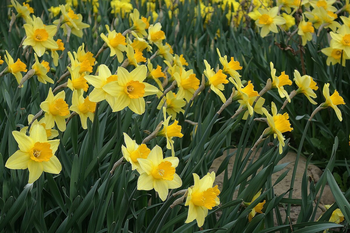 Нарциссы - Рита Симонова