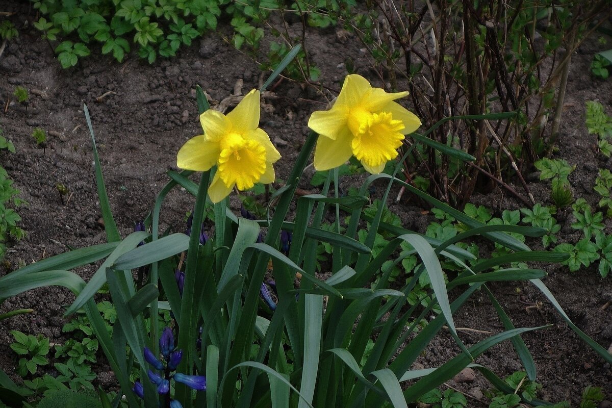 Нарциссы - Рита Симонова