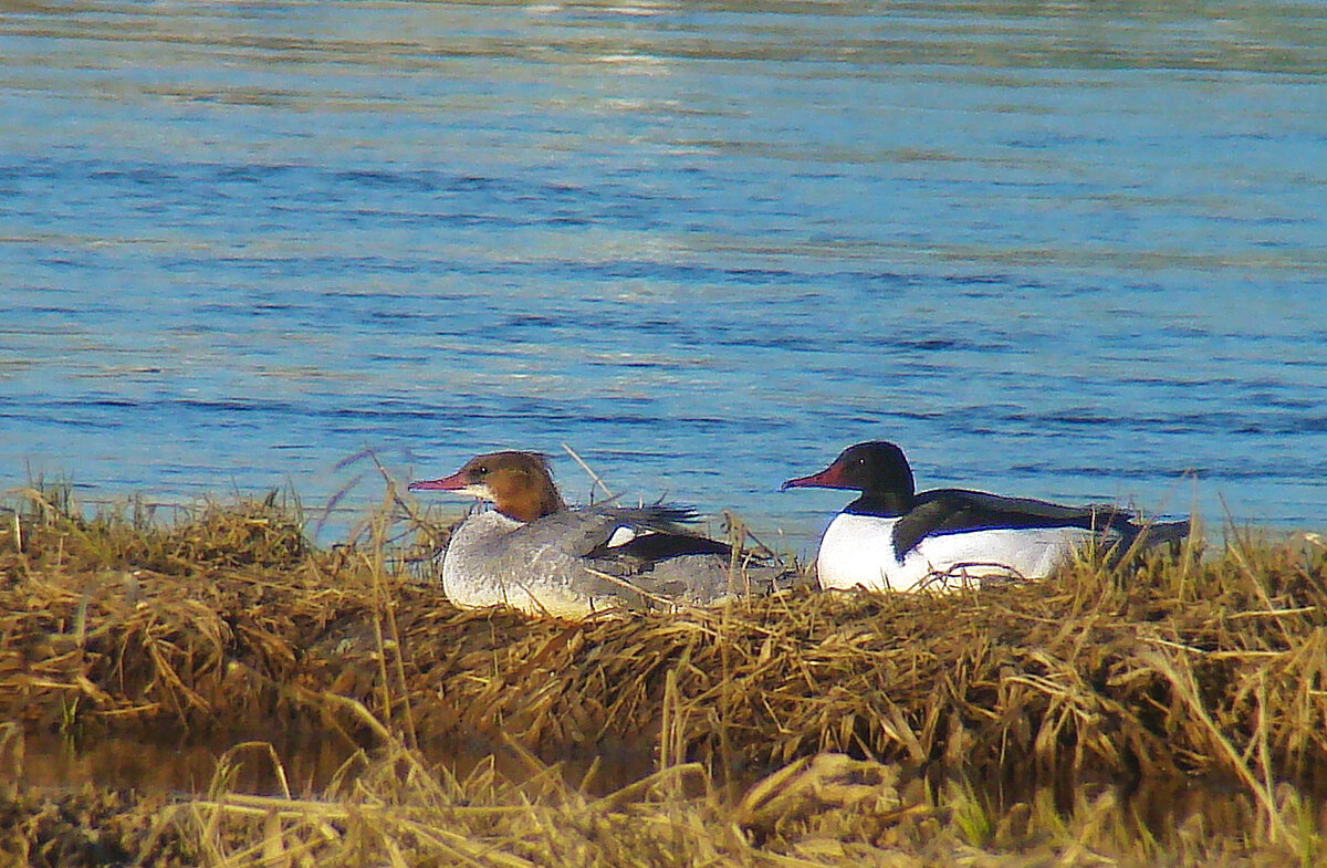 большой крохаль - gawrilа - dan большой крохаль - gawrilа - dan