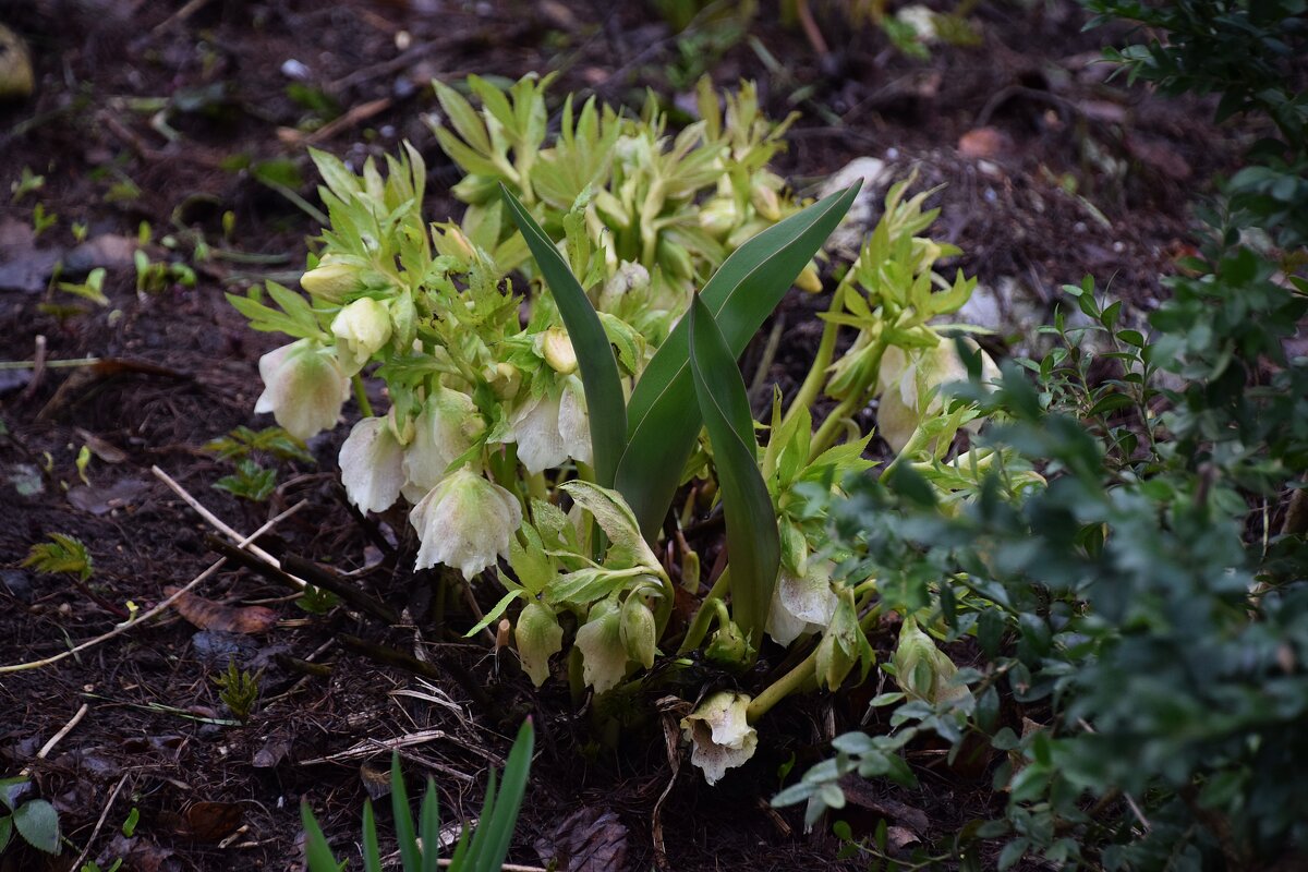 Дендробиум - Олег 