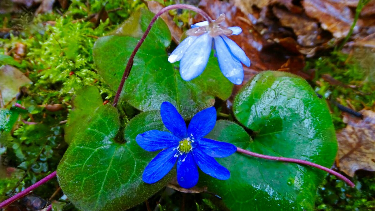 Цветы под дождём. - Милешкин Владимир Алексеевич Цветы под дождём. - Милешкин Владимир Алексеевич