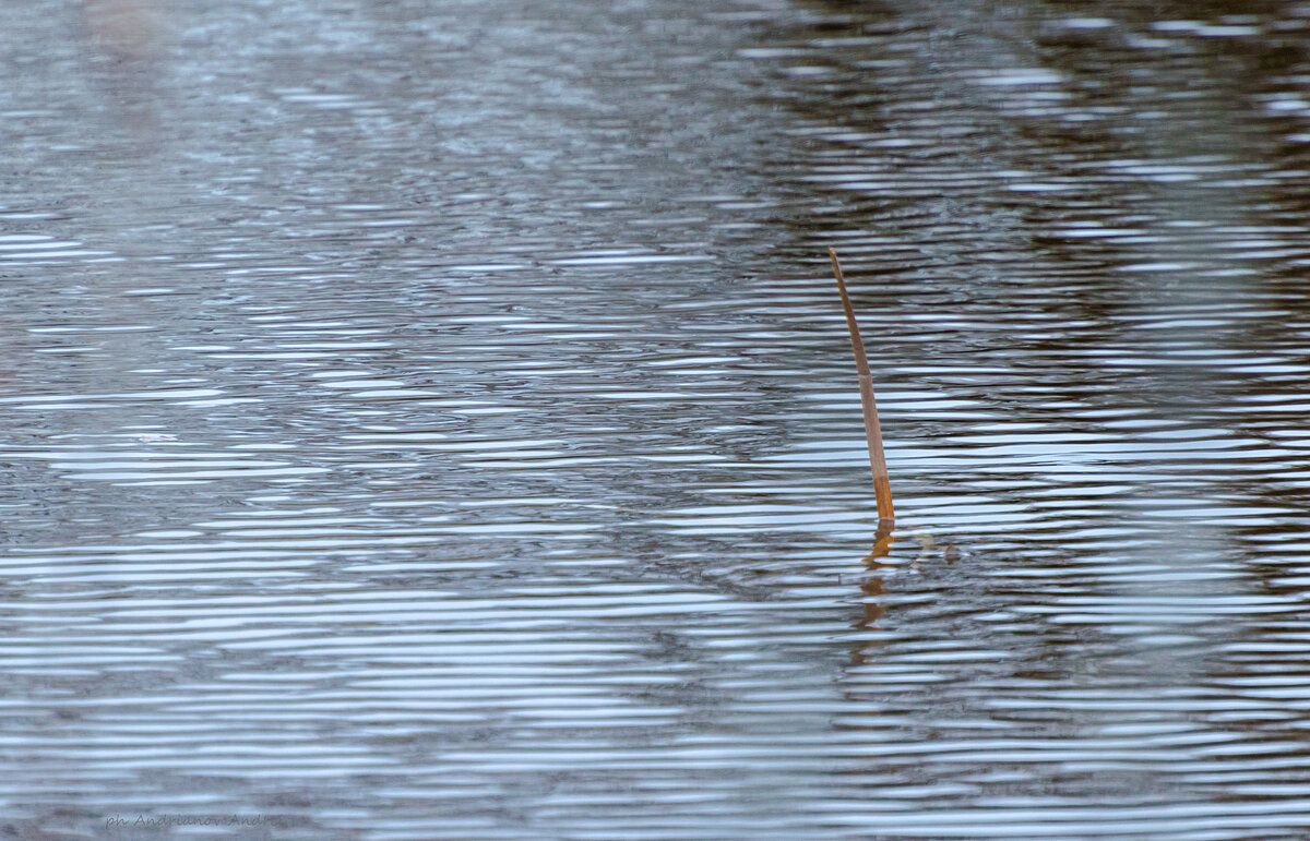 *** - Андрей Андрианов