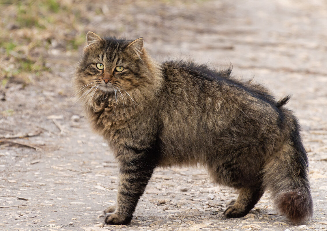 *-**/ - Андрей Андрианов