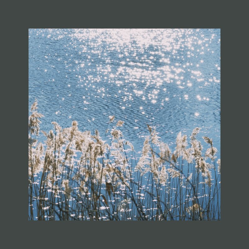 Камыш и блики на озере - Илья Шенгелия Камыш и блики на озере - Илья Шенгелия