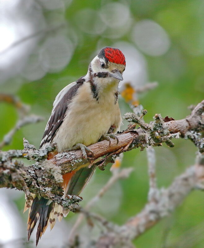 малышня... - Andrey Bragin малышня... - Andrey Bragin
