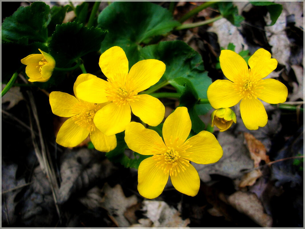 Весенние цветы - VasiLina *