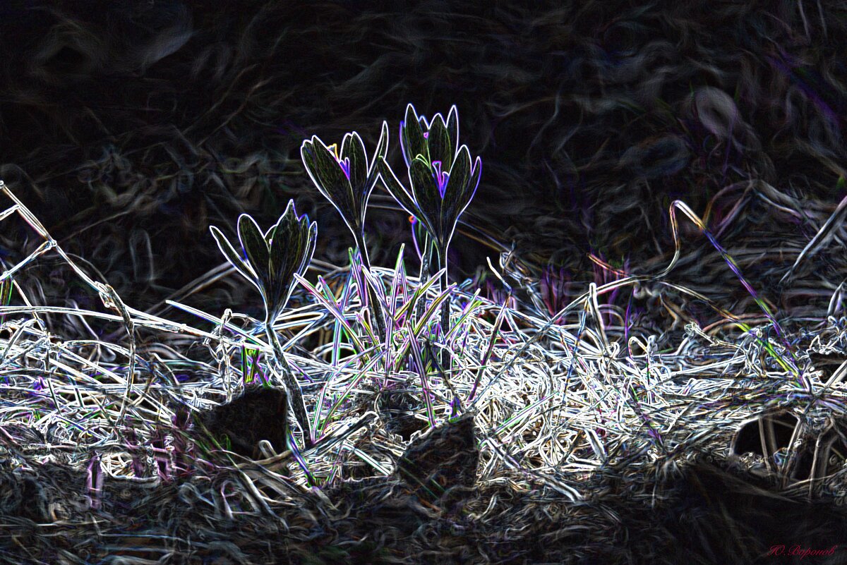 Крокусы - Юрий Воронов Крокусы - Юрий Воронов