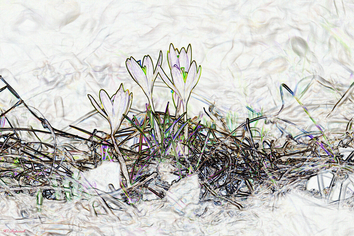 Были крокусы - Юрий Воронов