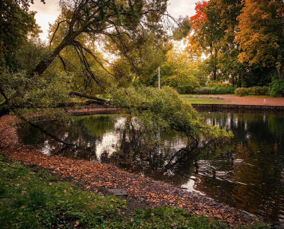 Пруд в парке - Лилия 