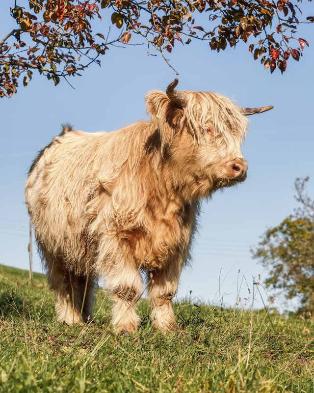 Бычок - Владимир Колесников