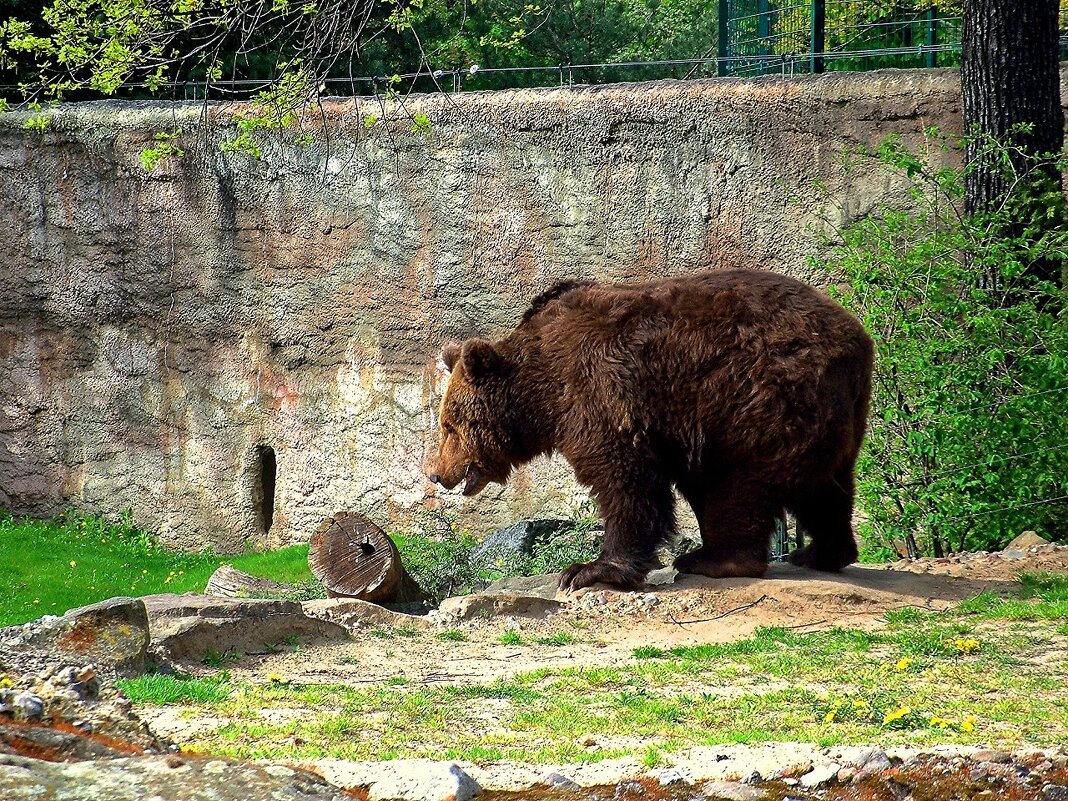 Вставай, бревно, кому говорю! - Сергей Карачин
