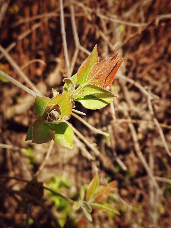 Первые.... - Алексей Архипов