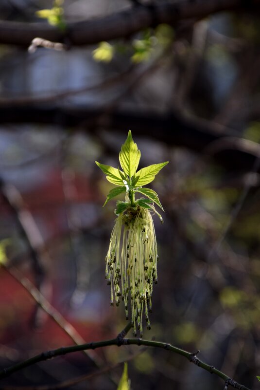Апрель. Клен - Павленко Михаил 