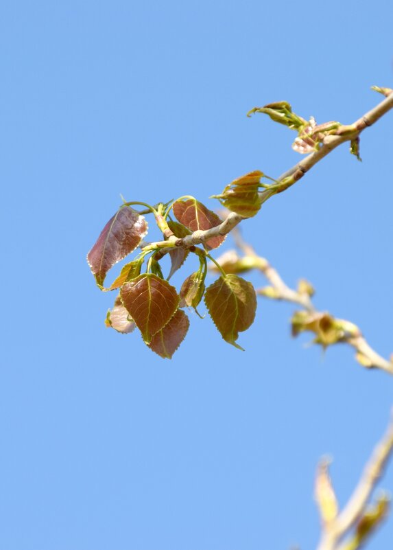 Апрель. Тополь - Павленко Михаил 