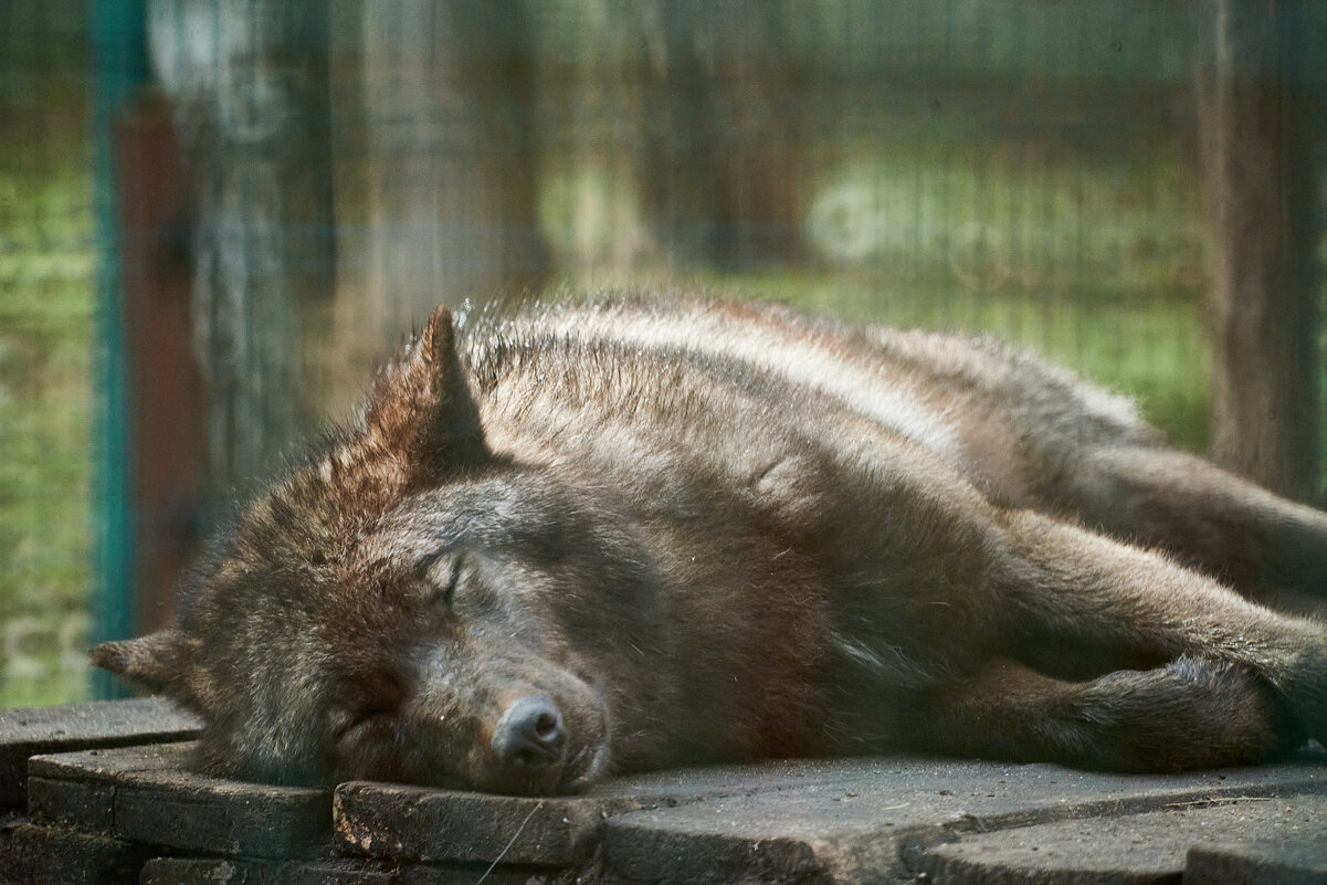 Волк на отдыхе - Александр Леонов