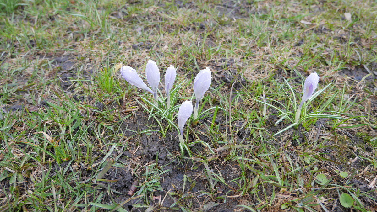 Крокусы. - Alex 711402