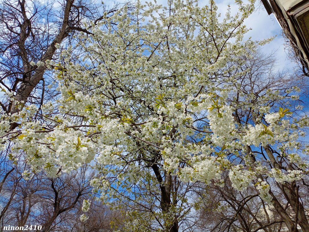 Ростовская весна - Нина Бутко Ростовская весна - Нина Бутко