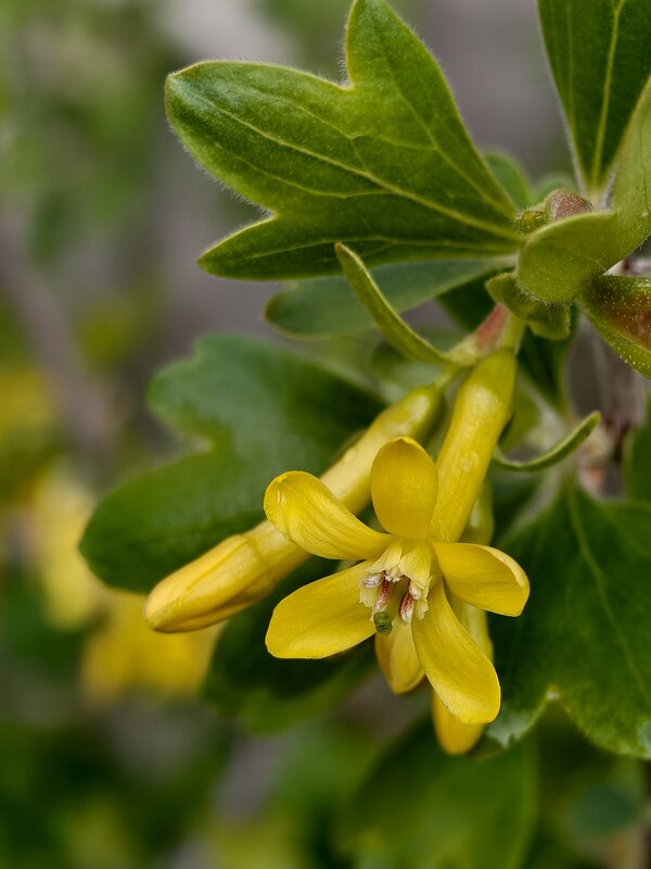 Гибрид чёрной смородины и крыжовника - Валерий Ткаченко