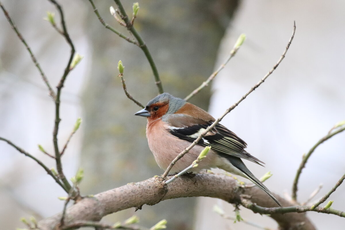 Зяблик - Елена Иванкина