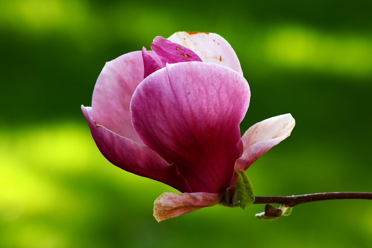 Магнолия цветёт - Юрий. Шмаков