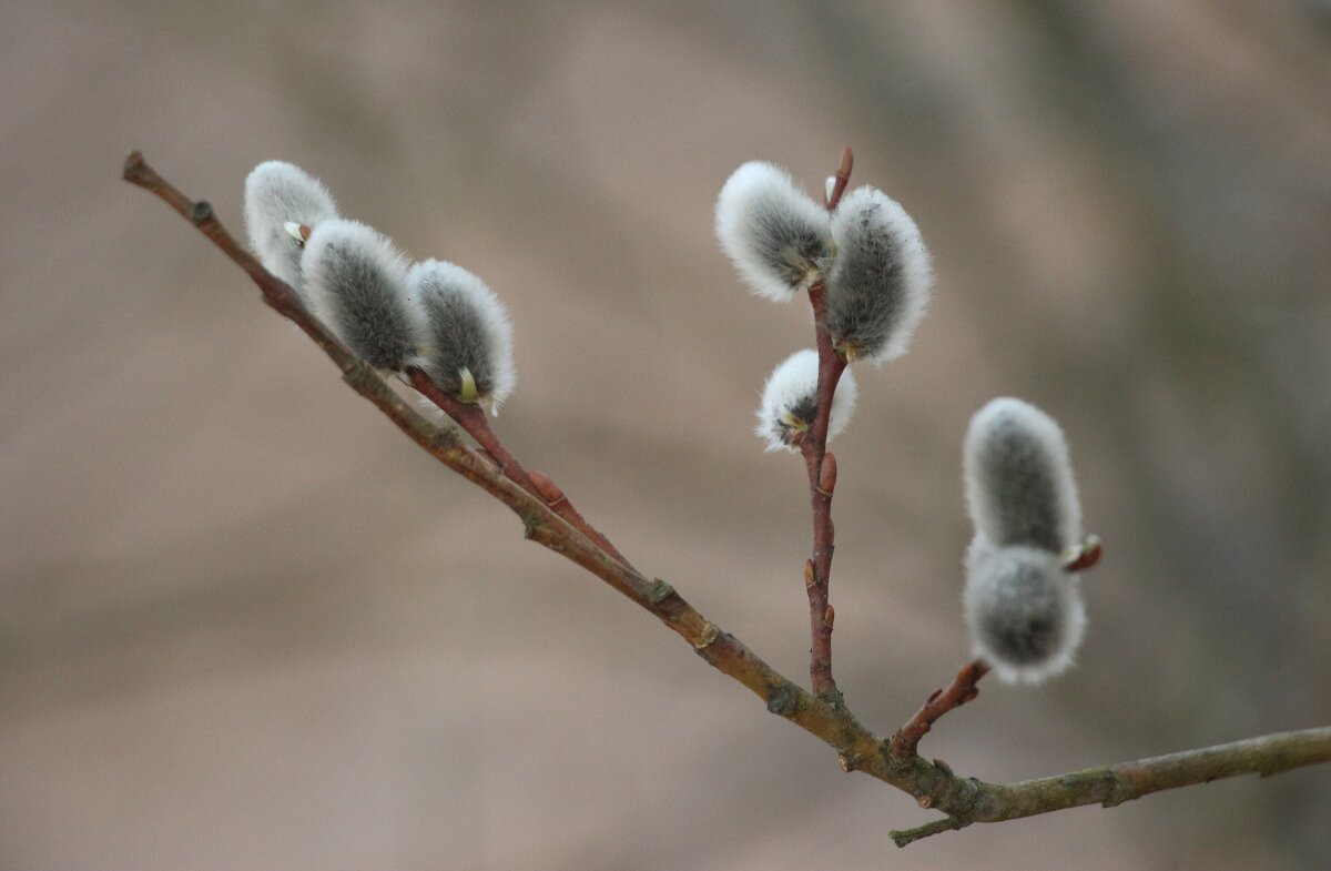 Моменты весны - Наталья Герасимова