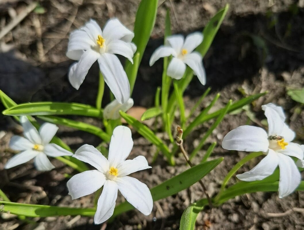 Первоцветы - Георгиевич 