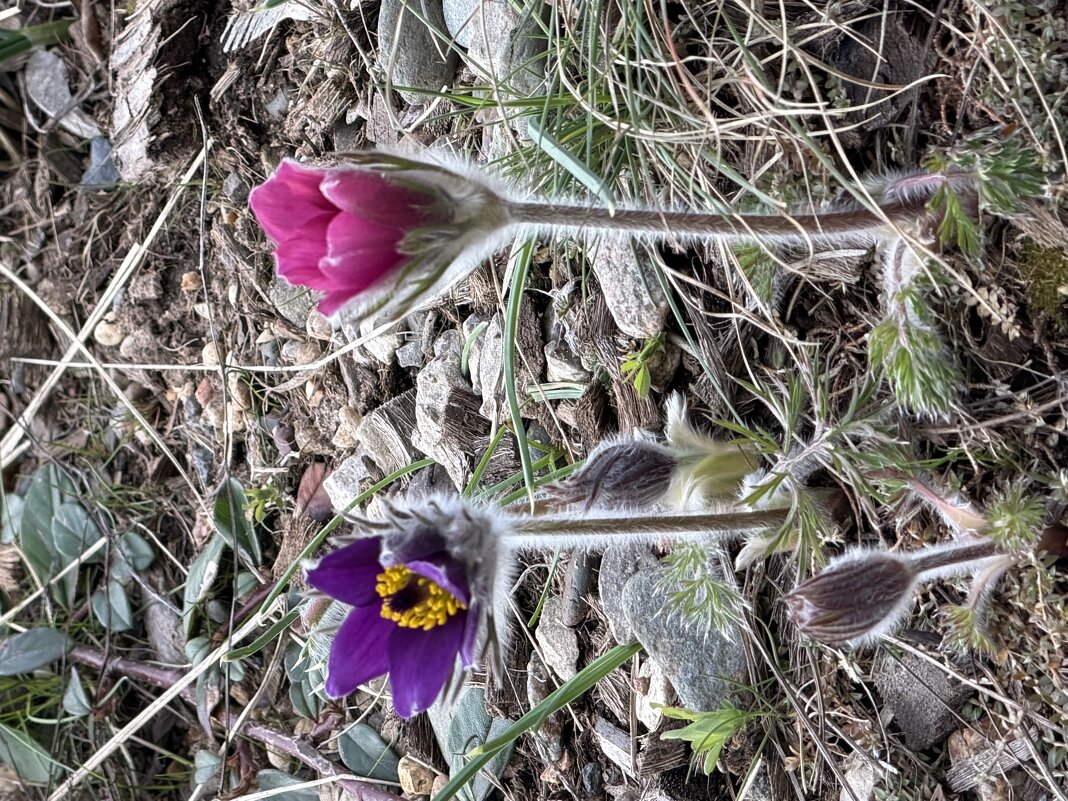 Первоцветы - Pippa 