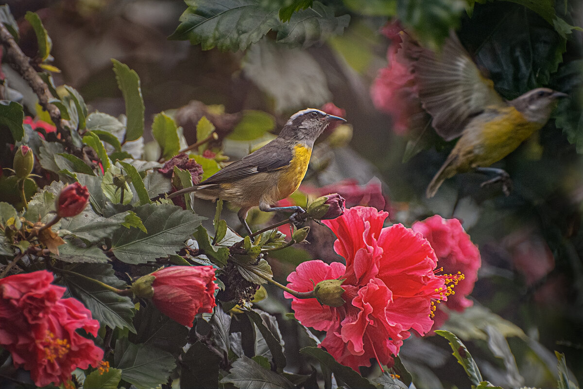 Банановый певун - Svetlana Galvez