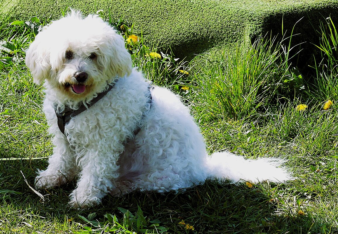 Из жизни животных (серия) - Владимир Манкер