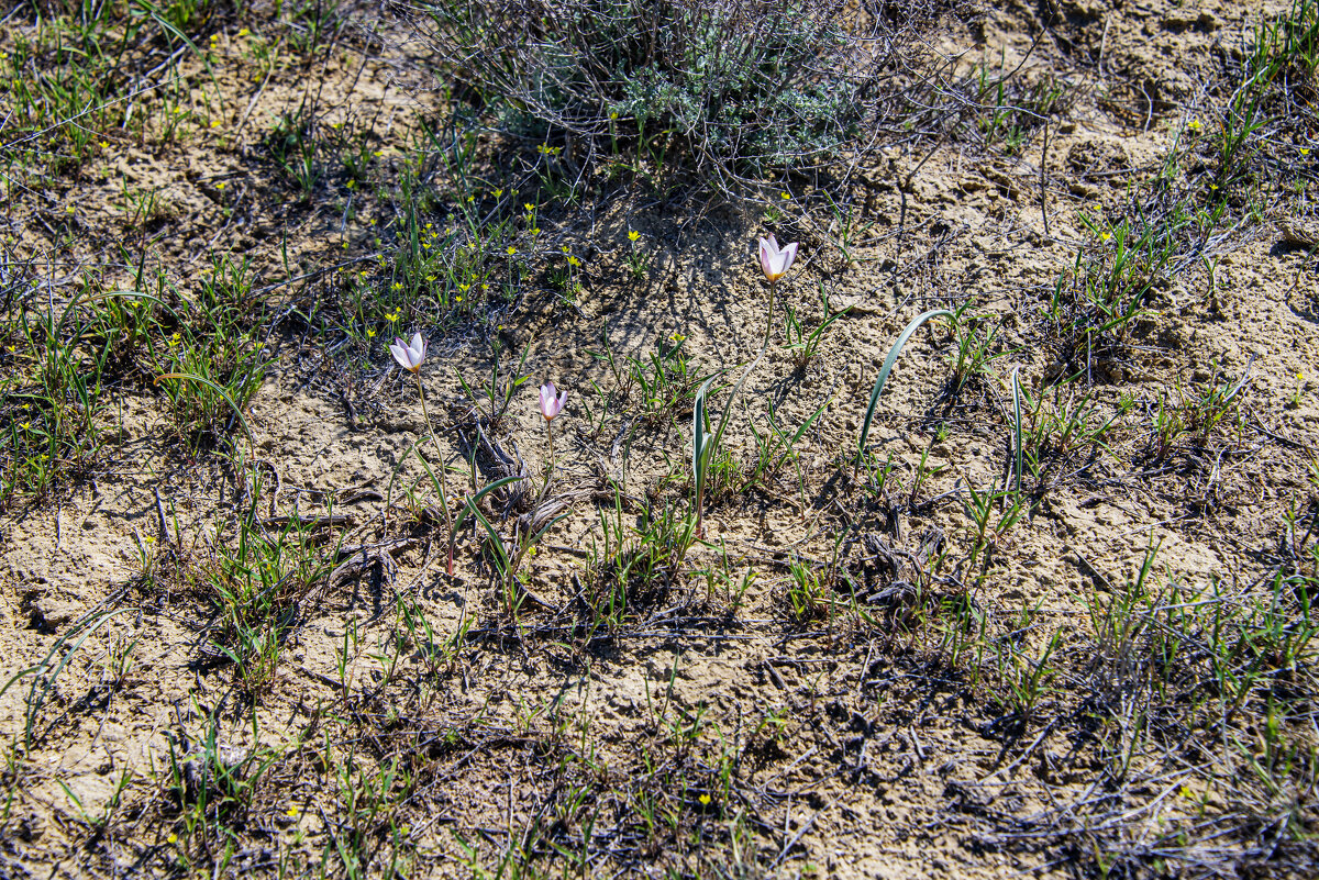 Краснокнижные тюльпаны - Анатолий Чикчирный Краснокнижные тюльпаны - Анатолий Чикчирный