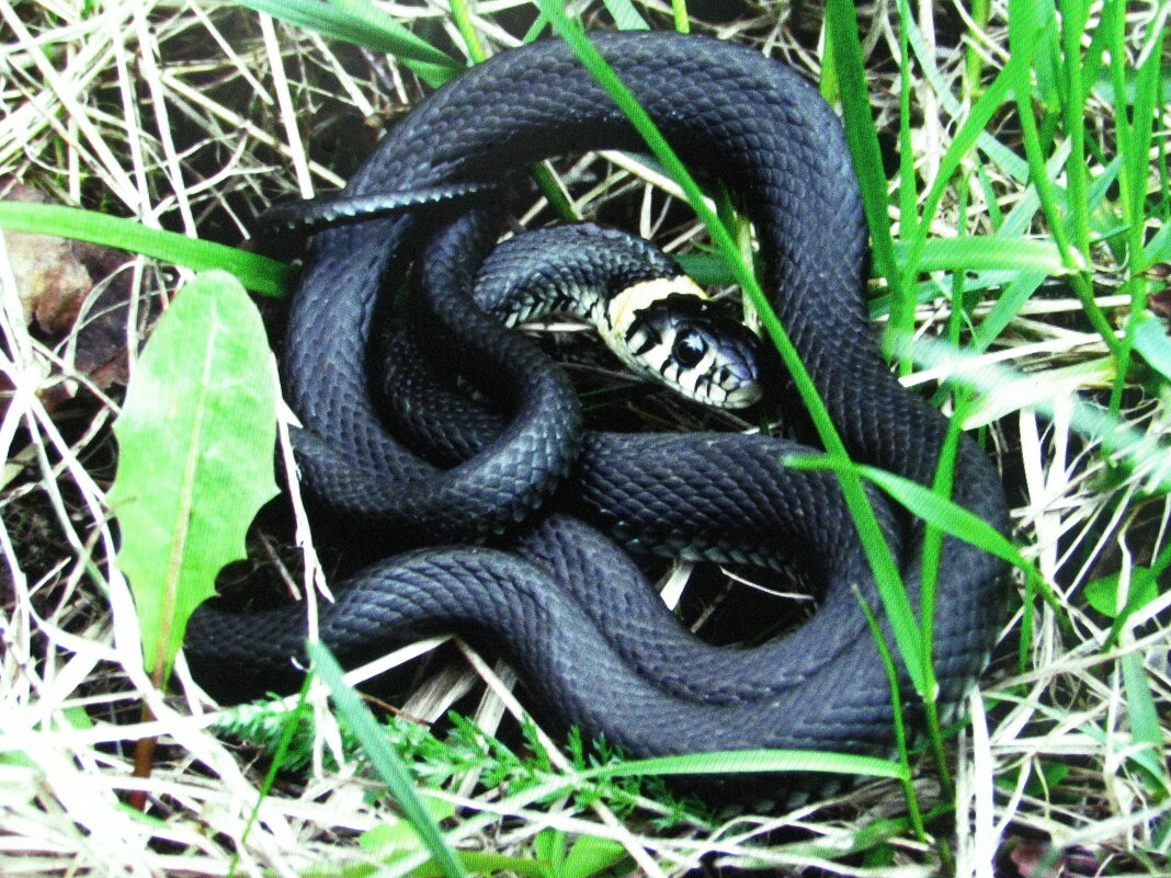 Встреча в лесу - Людмила Смородинская Встреча в лесу - Людмила Смородинская