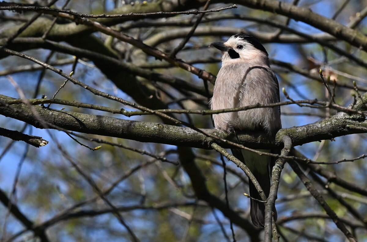 Сойка... - Николай Саржанов Сойка... - Николай Саржанов