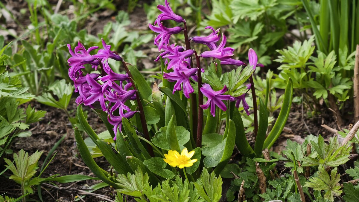 Гиацинты - Мариша Тим