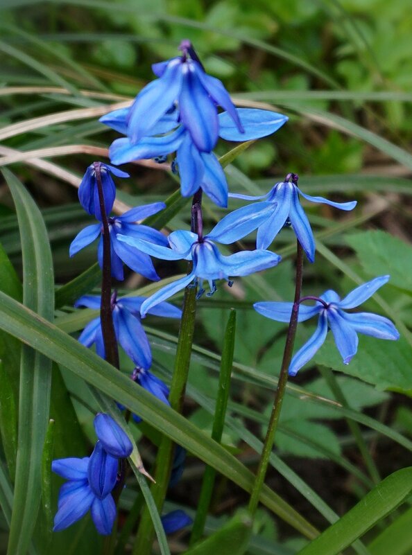 Пролески - Ольга 