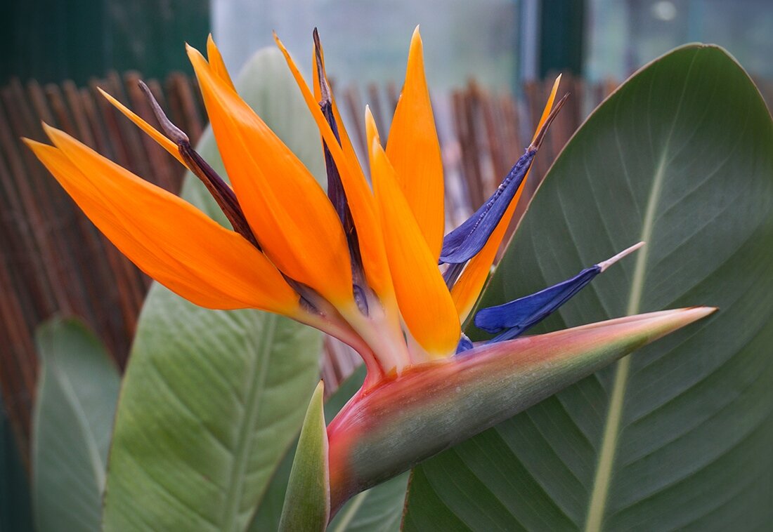 Стрелиция - Ольга 