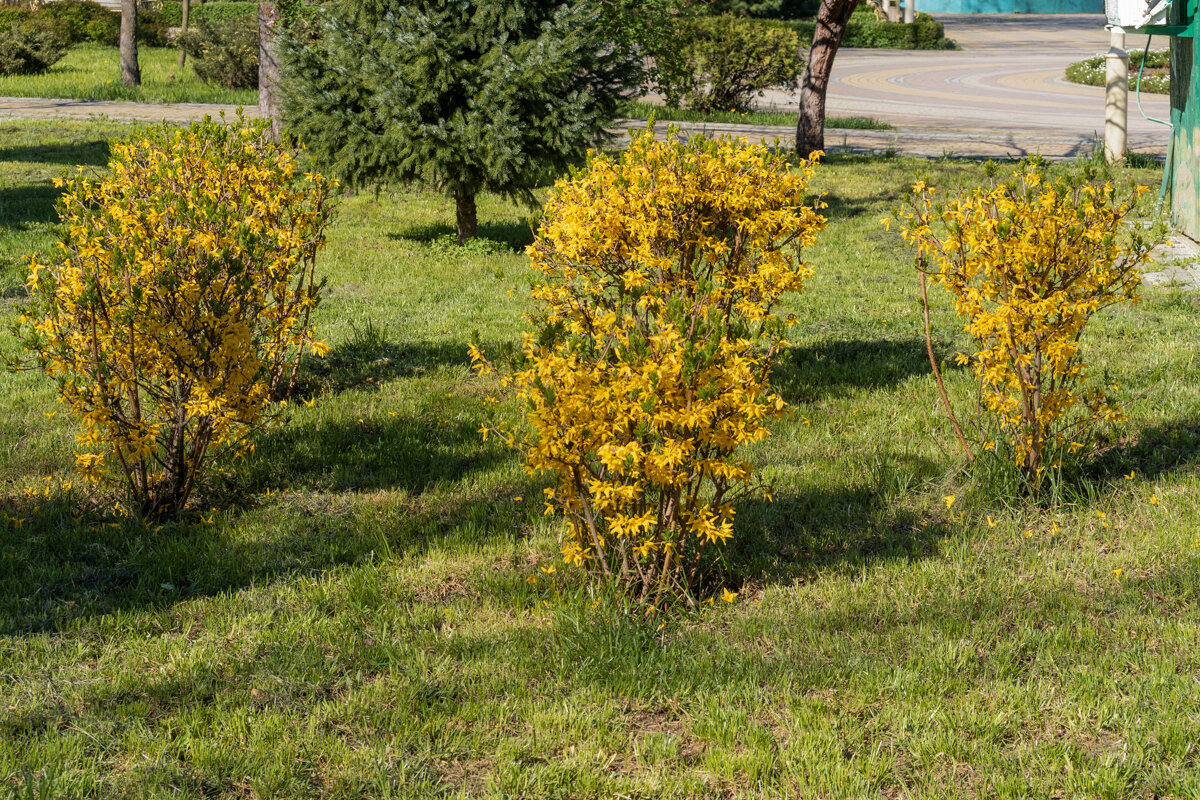 Форзиция - Игорь Сикорский