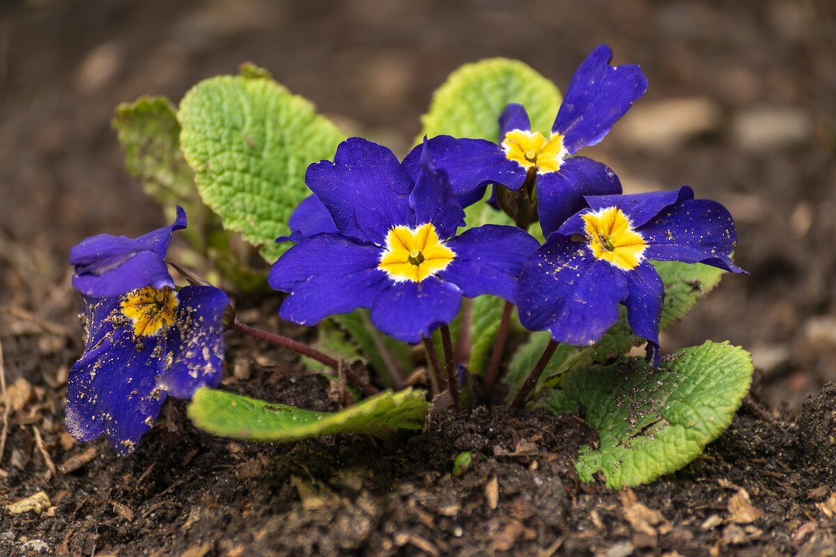 Примула - Игорь Сикорский Примула - Игорь Сикорский