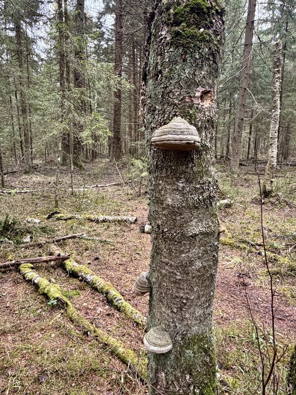 Утконос подмосковья). - Любовь 