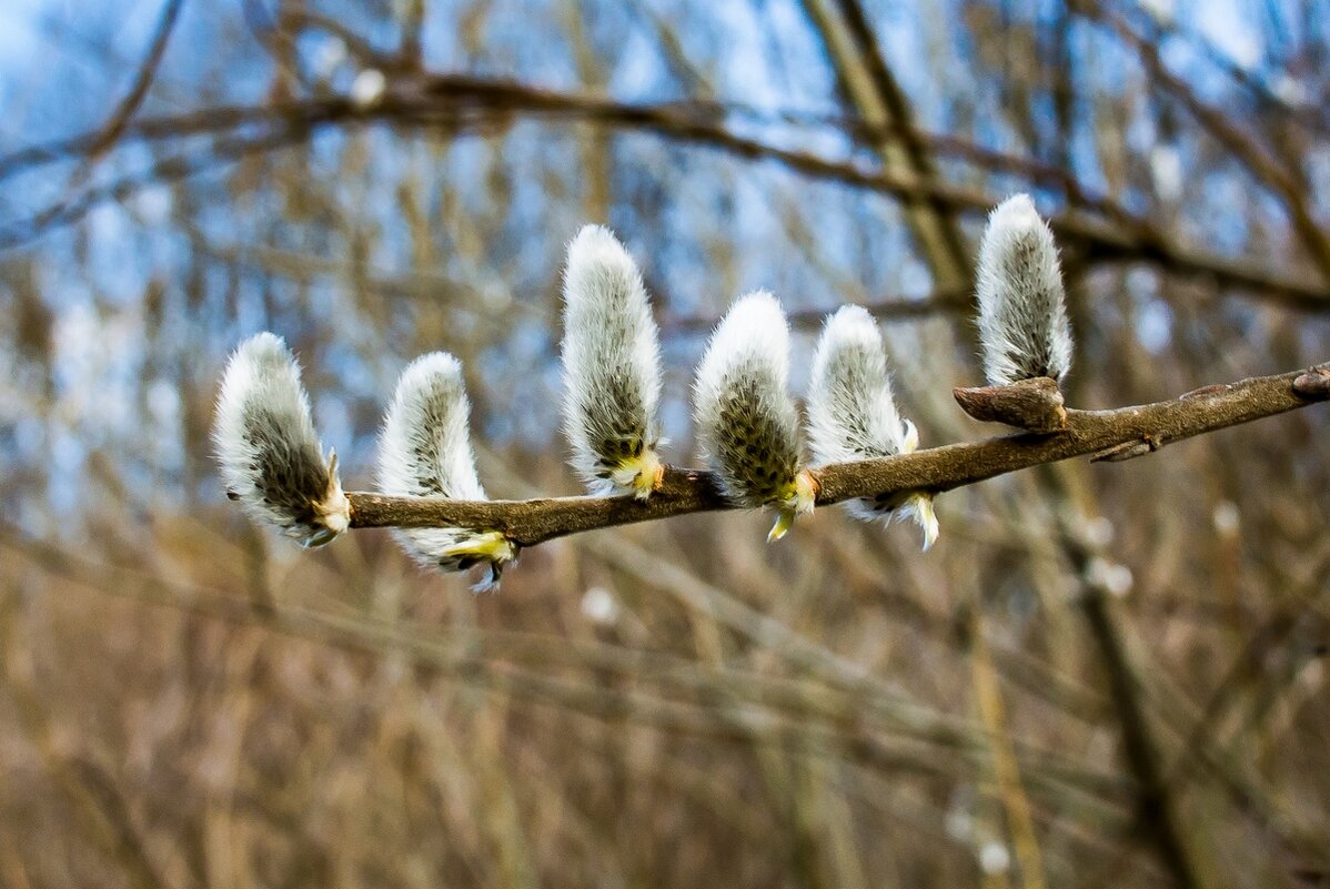 Красота пробуждения природы ... - Ravile 