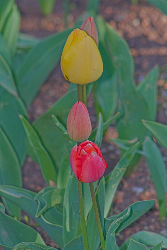 Практически светофор из тюльпанов. - Giant Tao /