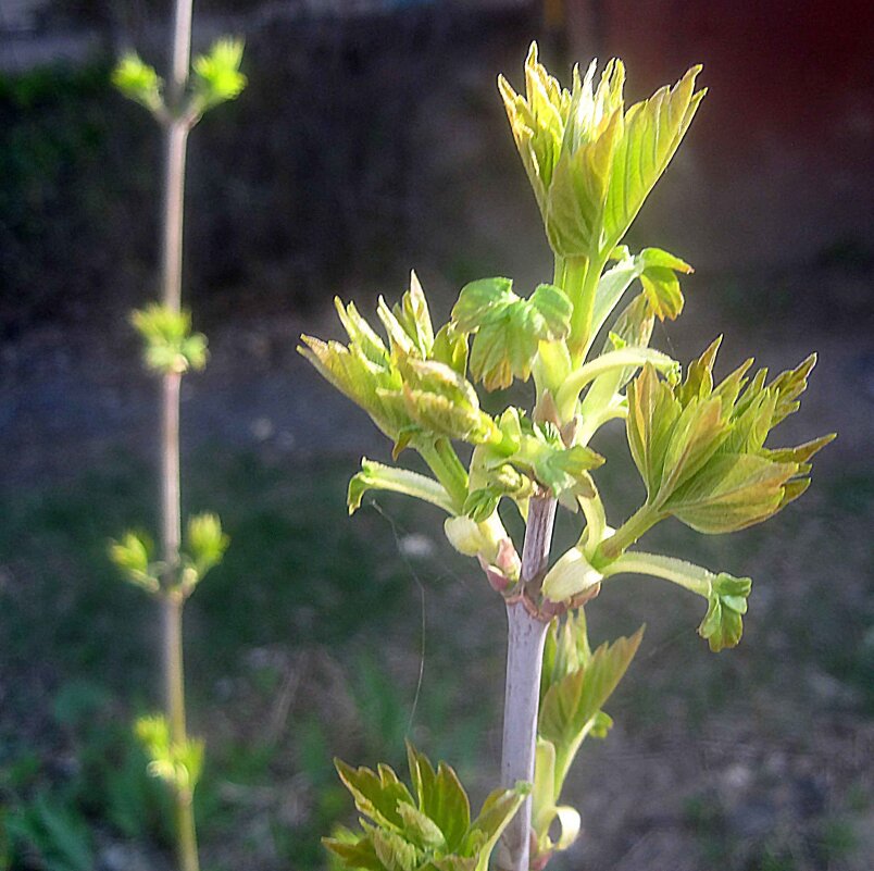 Весеннее - Елена Семигина