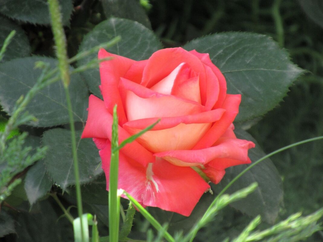 Розы... розы... - viach 