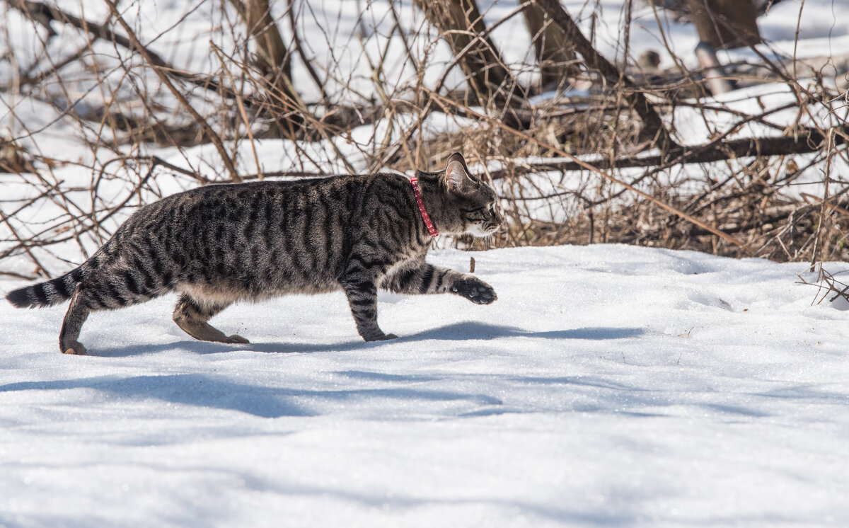 Охота пуще неволи... - Владимир Безбородов