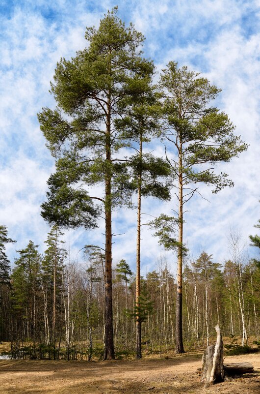 Три сосны - Oleg S
