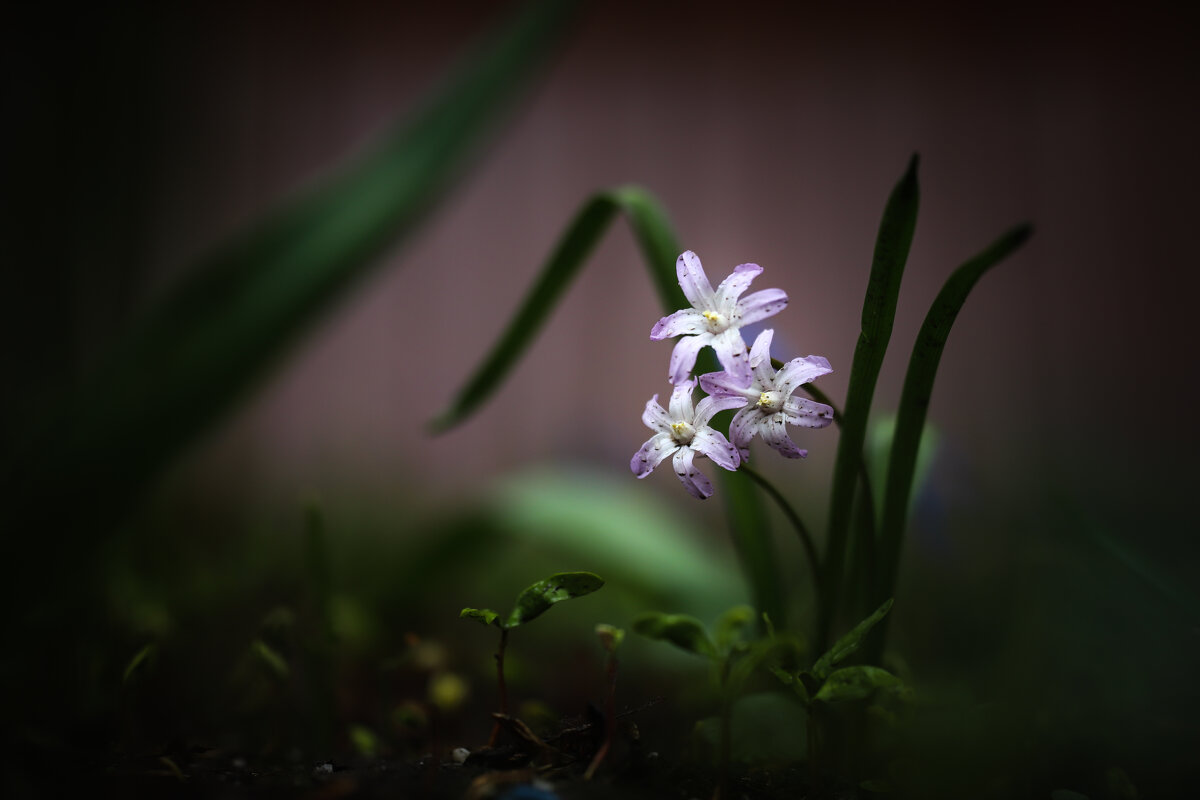 Хионодокса - Игорь Шевченко