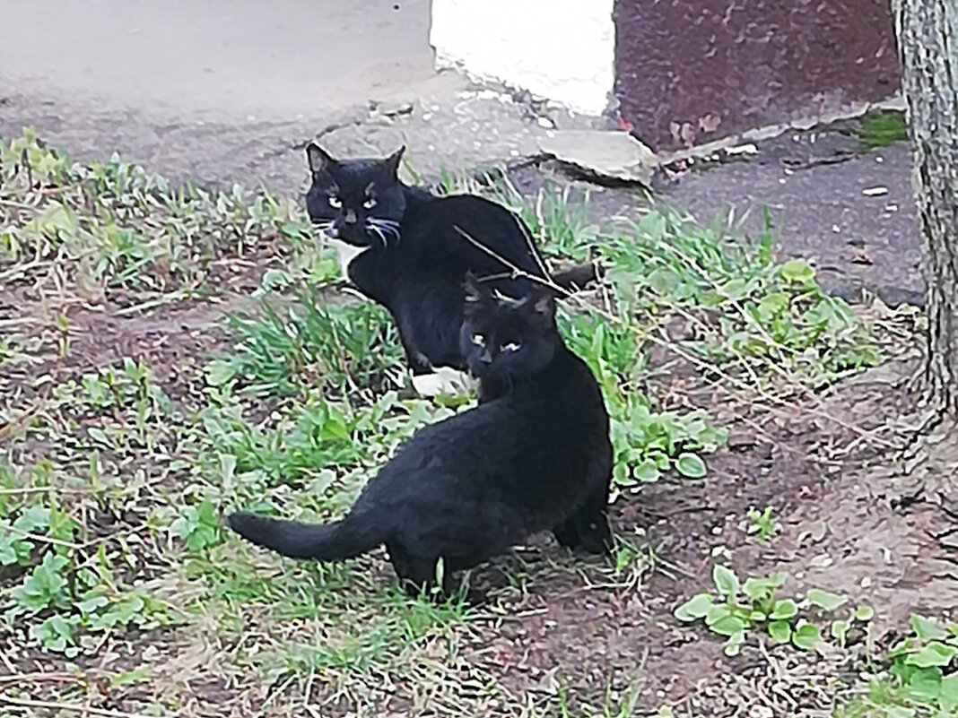 Кошка с котёнком - Ольга Довженко Кошка с котёнком - Ольга Довженко