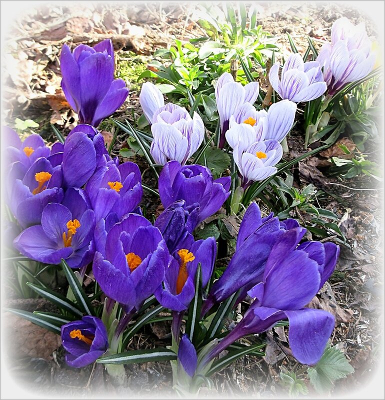 Нежные крокусы - Наталья ***