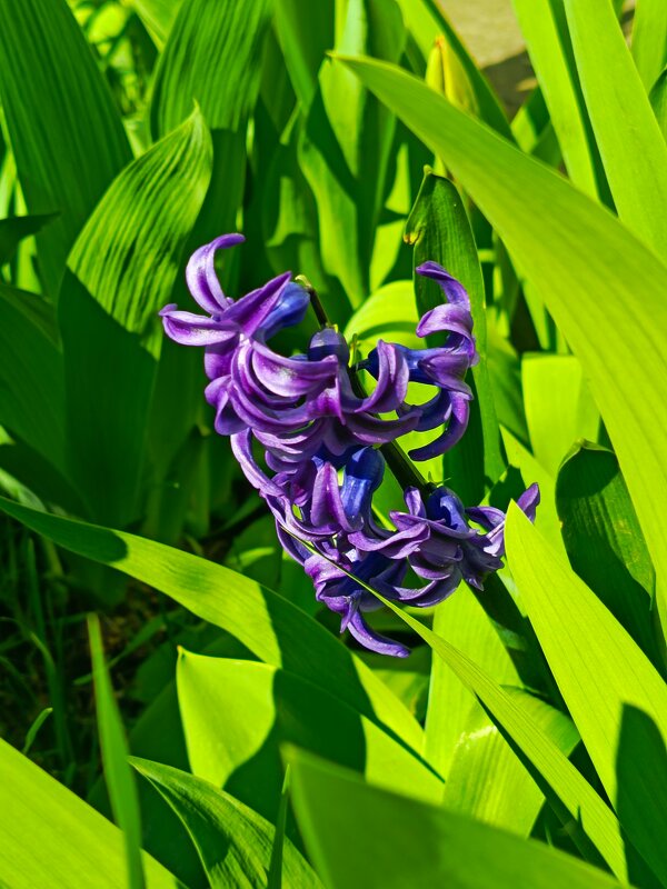 Гиацинт - Татьяна Пальчикова