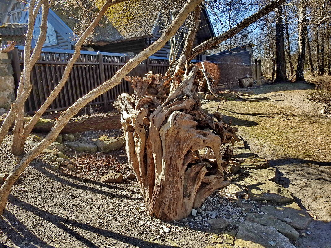 коллекция пней - ИННА ПОРОХОВА