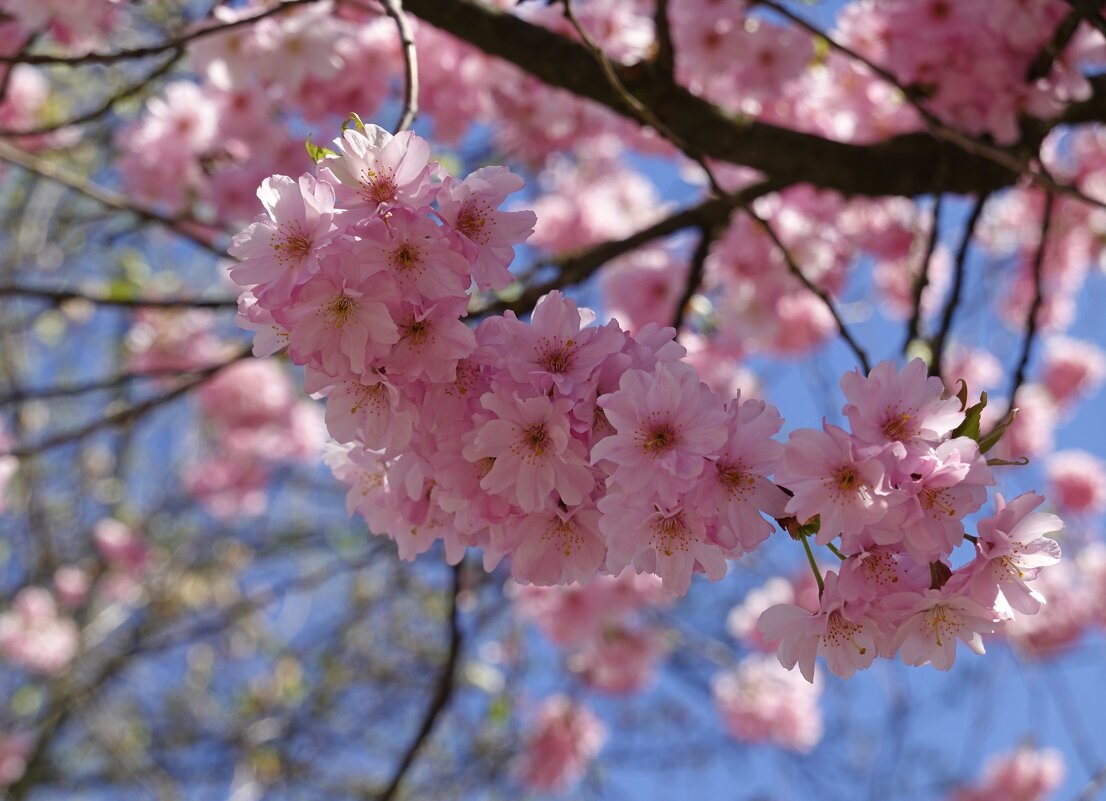 "Мир в весеннем свете тонет..." - Галина 